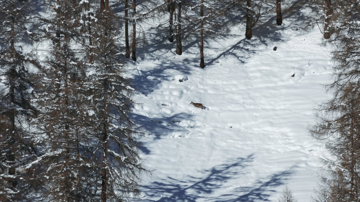Schneeschuhlaufen